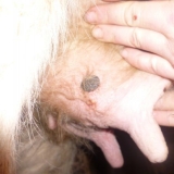 Velike boginje kod krava na vimenu: kako liječiti, prognoza i preve...